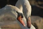 love-birds